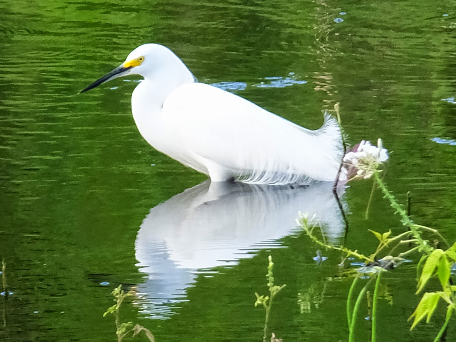 Humanity Squared: Birds of St. Croix