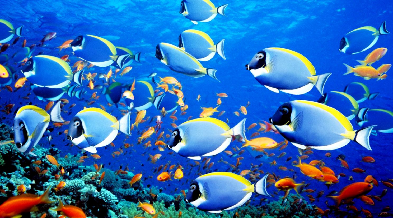 337119 fish hd wallpaper