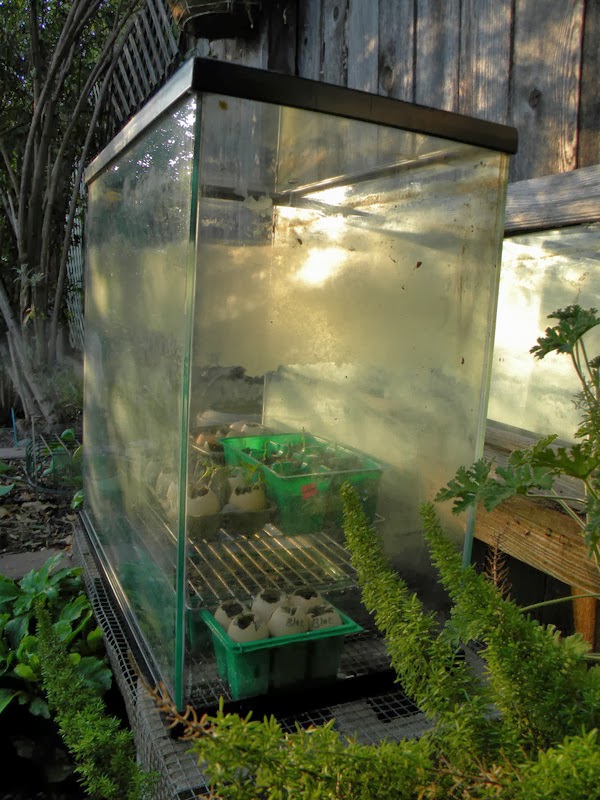 Moonrises and Morning Tea My mini greenhouse