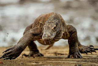 Komodo