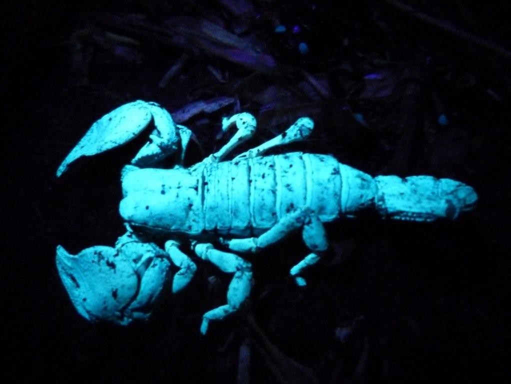 uv light to find scorpions uv light to find scorpions