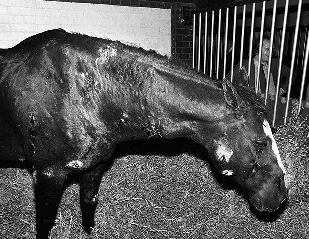 Horse Life and Love A Truly Great Horse Sefton