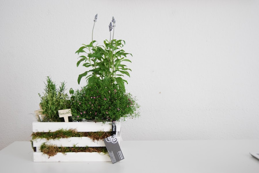 Pequeño huerto de aromáticas para hacer con niños y regalar