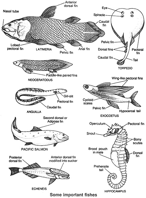 Contoh Hewan Mamalia Aves Pisces Amphibia Reptilia - 600 Tips