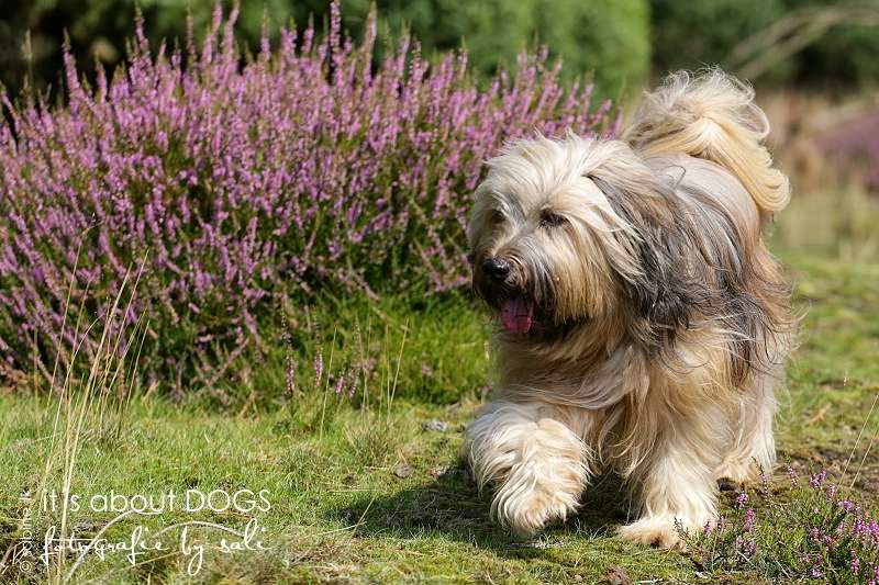 Tibet Terrier Chiru in der Westruper Heide in Haltern