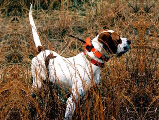 collare radio localizzatore per cani da caccia
