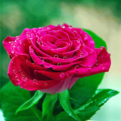 pink_rose