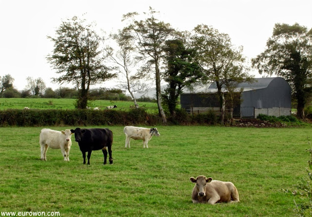 Vacas en Scariff en Irlanda