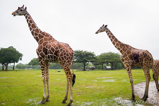 Coron | Calauit Safari Park & Pamalican Island (Natural Arts Travel and Tour) Palawan