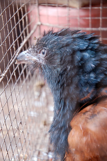 68 Gambar Burung Bubut Hd Paling Bagus Gratis Gambar Burung