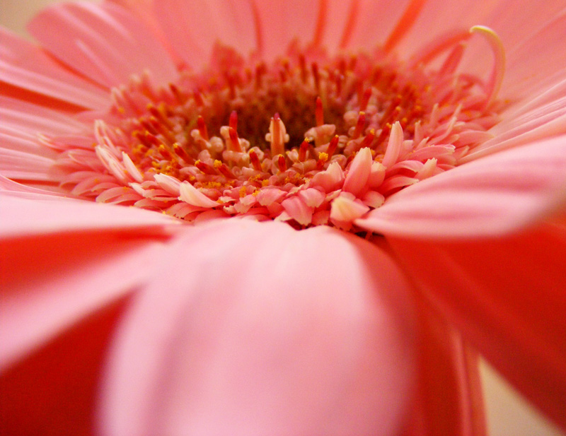 The Cottage on the Corner: Texture Tuesday & Gerbera Daisies