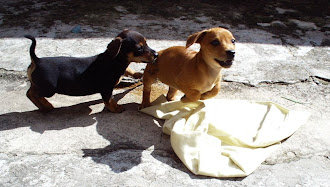 Minhas amadas cachorrinhas! Foi um salto perfeito!