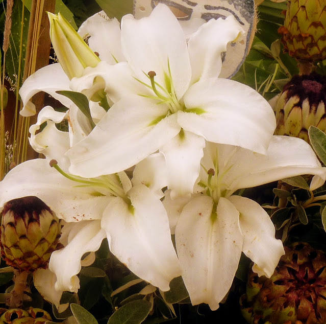 White Lily Flowers