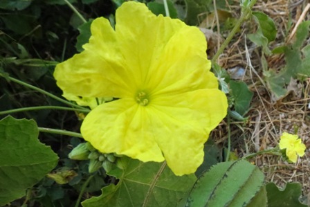 Plants used for Ganapathi puja; Medicinal plants and Poisonous plants  around us: పూజ కు ఉపయోగించే కొన్ని పవిత్ర పుష్పాలు వాటి విశిష్టత