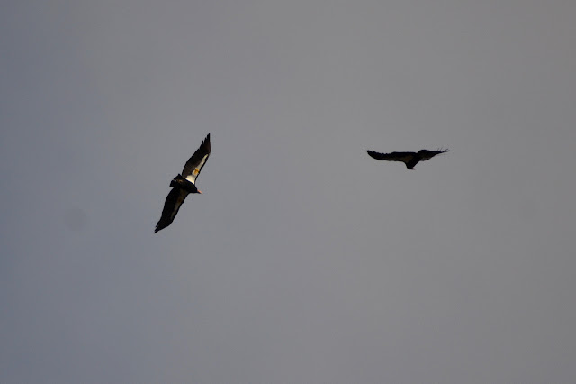 California condors