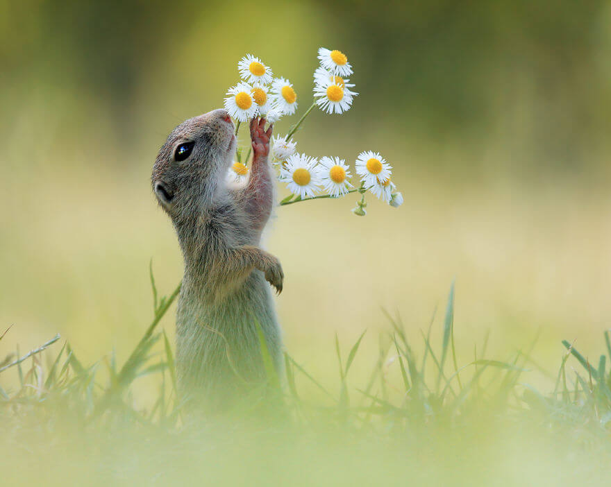 28 Breathtaking Pictures Of Wild Nature Captured By Award-Winning Austrian Photographer