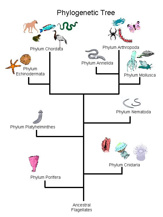 Animals: December 2011 spider arthropoda diagram 
