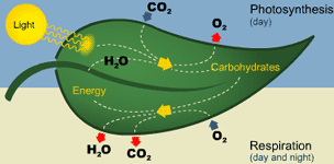 Photosynthesis and Respiration