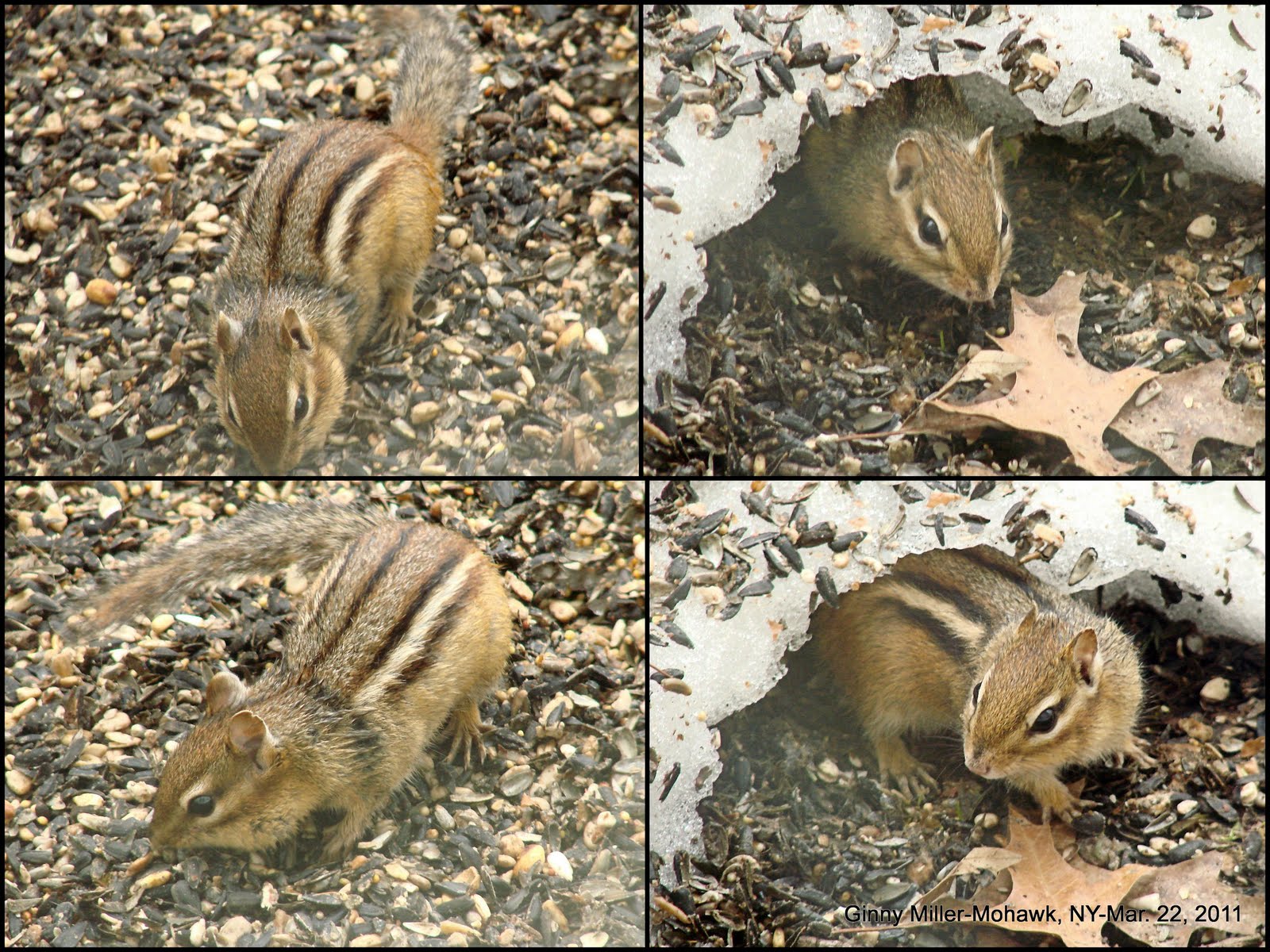 chipmunks hibernate in winter chipmunks hibernate in winter