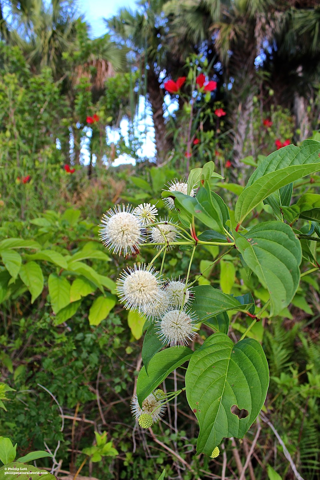 Phillip�s Natural World Florida�s 4 Common Poisonous Plants