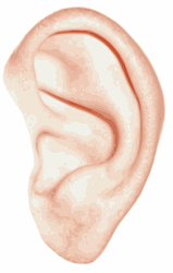 ear inside crawl ears human insects
