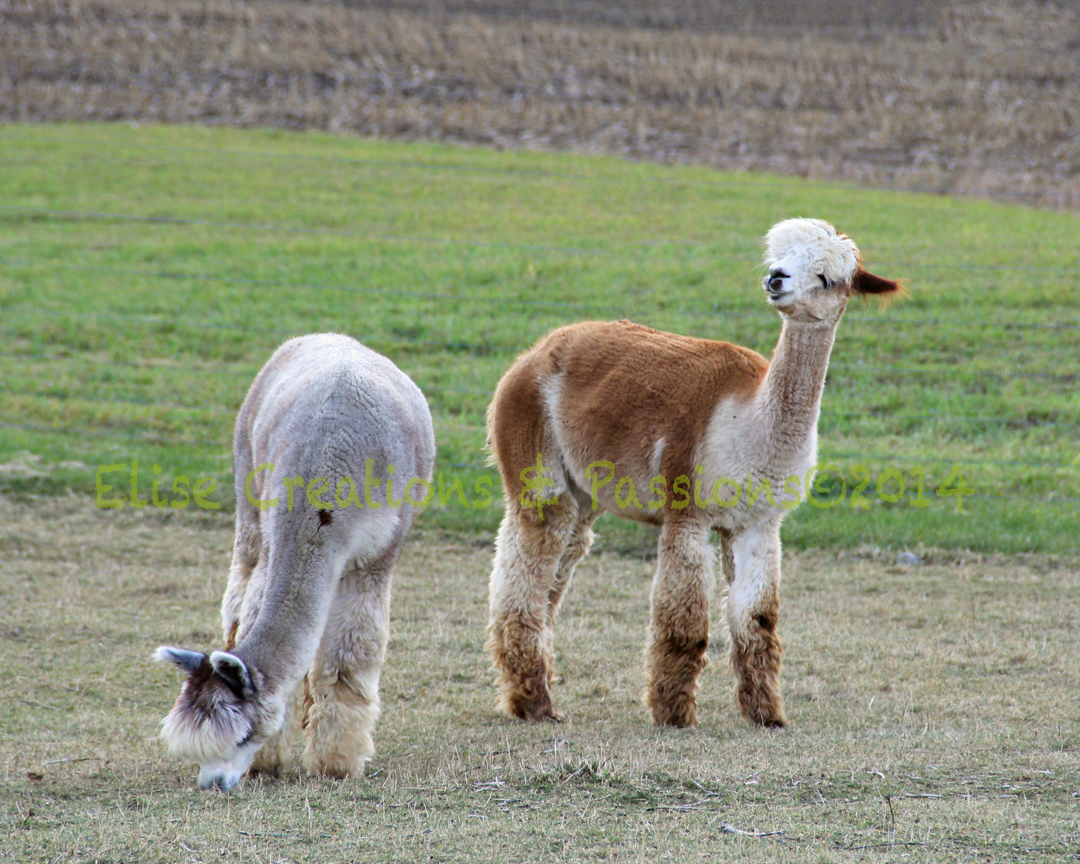 Elise Creations & Passions Alpacas With Interesting Colors & Markings