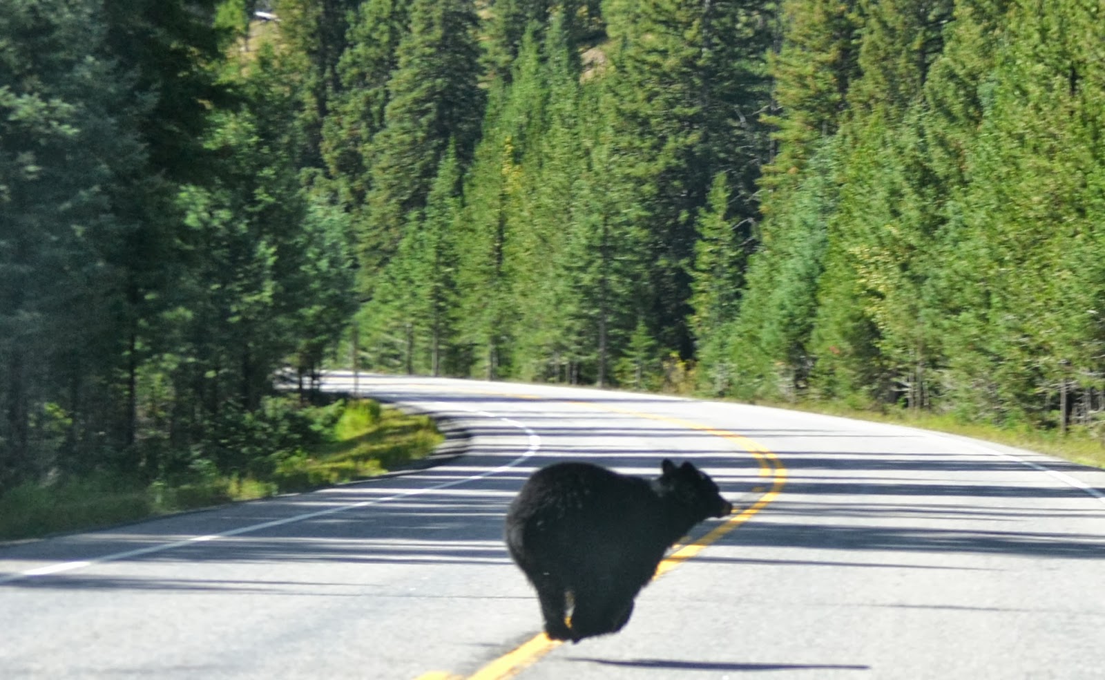 Tracie's Journal More of Yellowstone and KINDLE DISCOUNT ON ICECUTTER