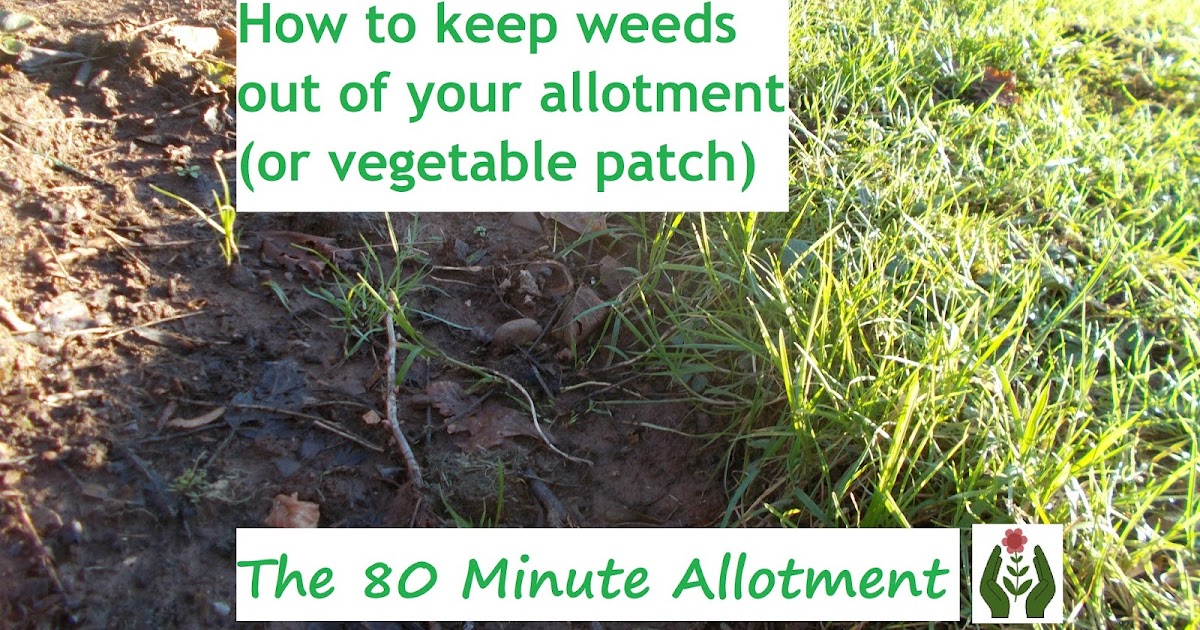 The Green Fingered Blog How to keep weeds out of your allotment (or vegetable patch)