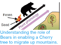 http://sciencythoughts.blogspot.co.uk/2016/04/understanding-role-of-bears-in-enabling.html