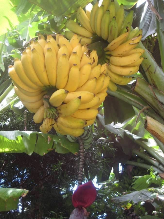 Banana | Benefícios da Banana à Saúde