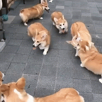 9ee59c0ff6e35a5e60d9b9dda871fc44.gif