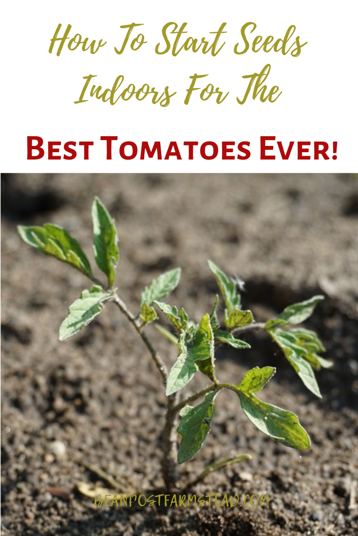 How To Start Your Tomato Plants From Seed For The Best Tomatoes Ever