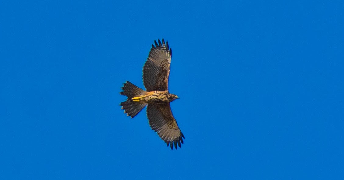 JORNAL DAS AVES e Peixes ! Registro do Gavião Asa de Telha PARABUTEO UNICINCTUS