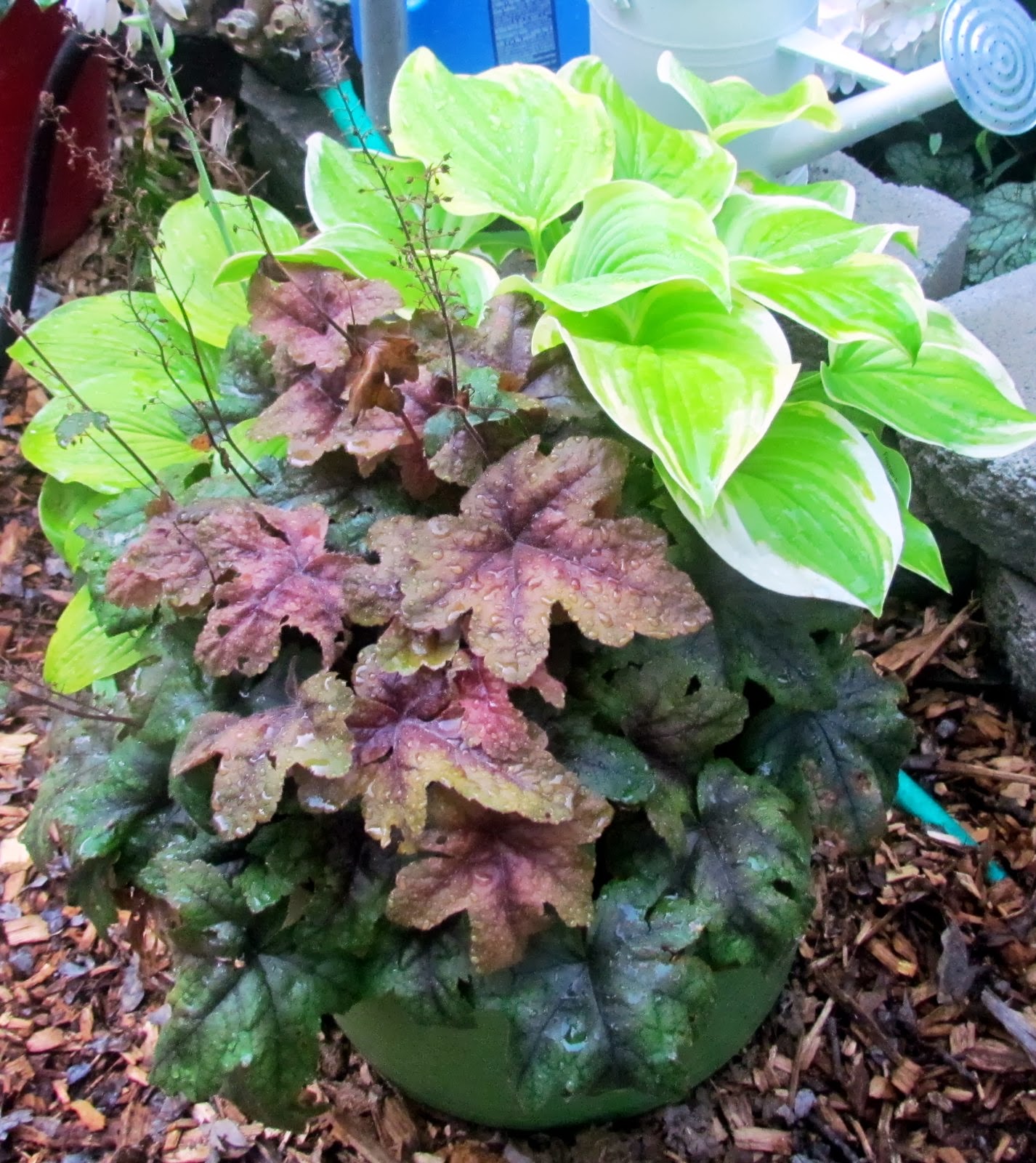 Fibermania Potted Perennials