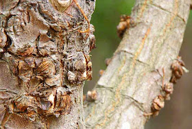 close up, mangroe tree, texture