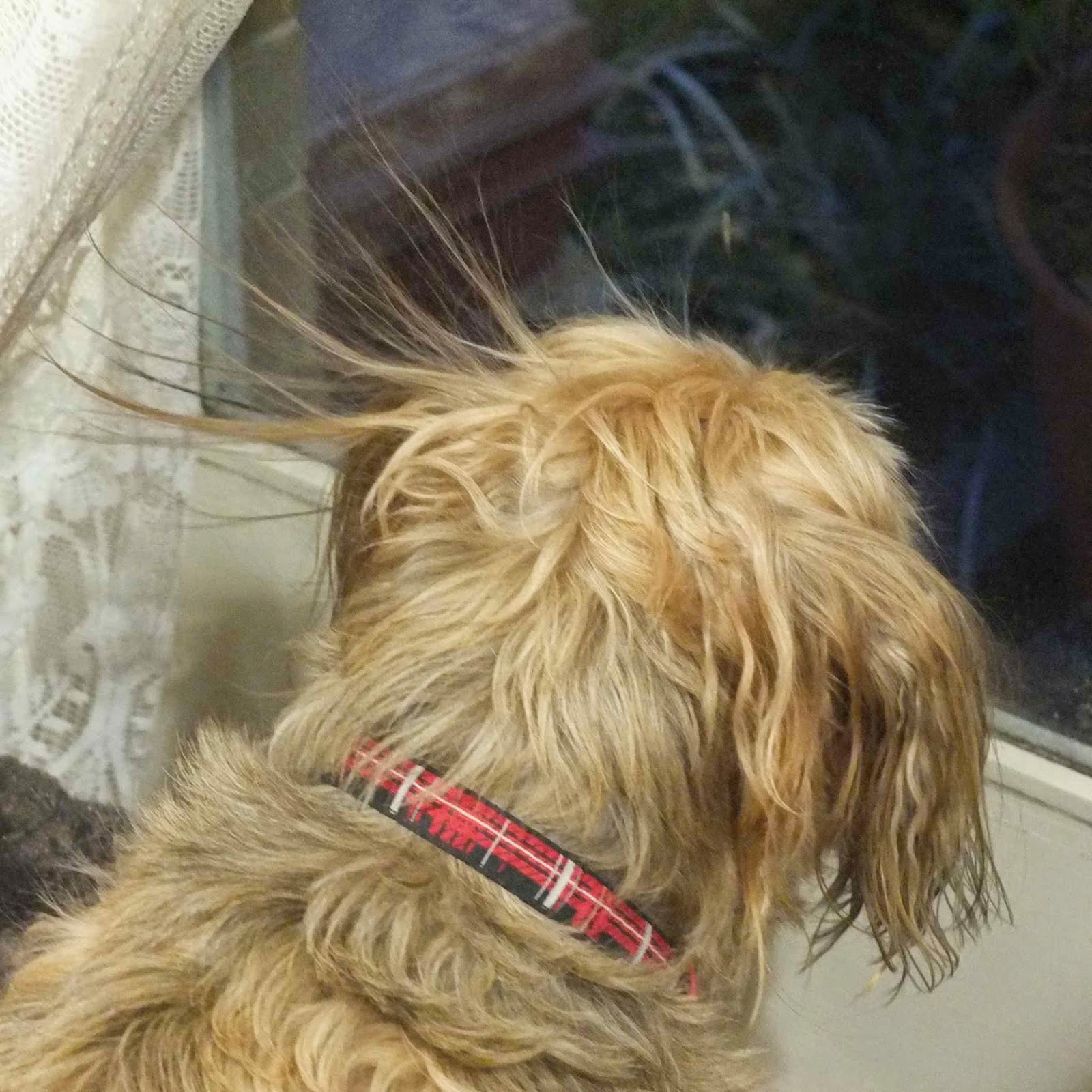 My dog cats can make a dog's hair stand on end