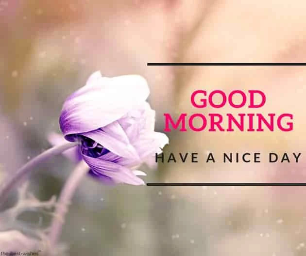 good morning with light pink and purple flower