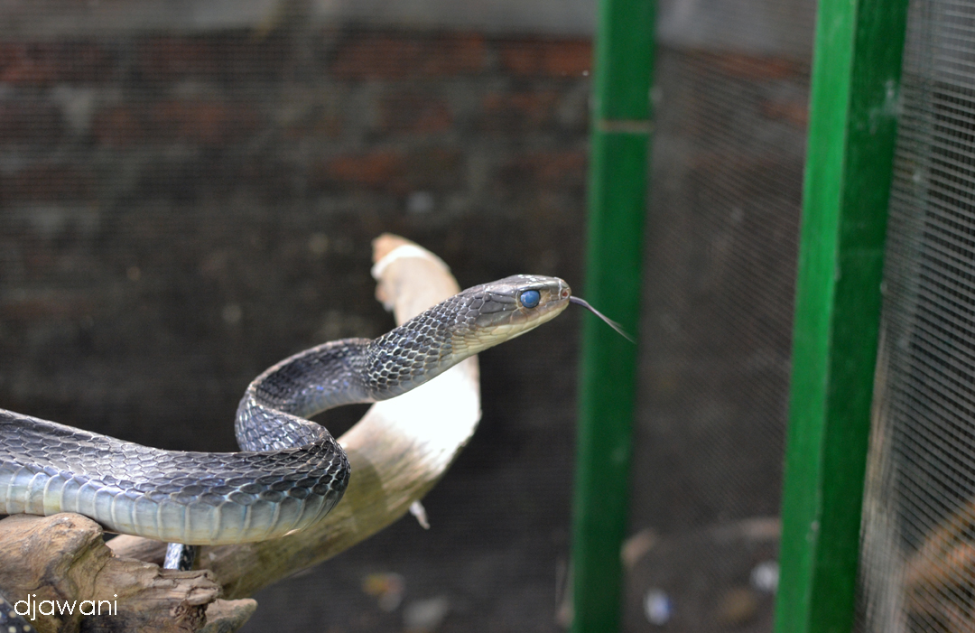 Rescue Reptile Borobudur Tempat Mengenal Lebih Dekat Hewan Reptil