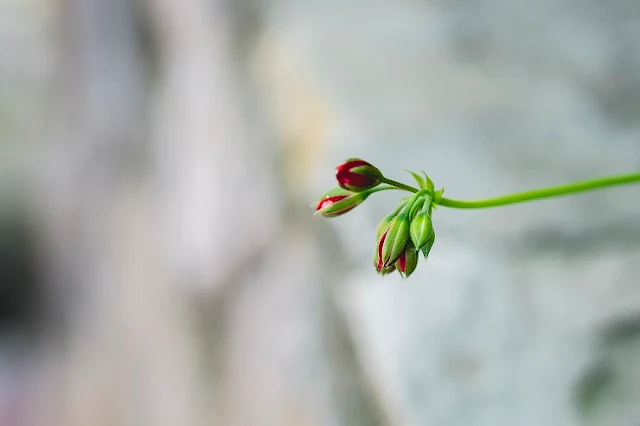 Consejos-Esenciales-para-Hacer-Fotos-de-Flores-Impresionantes