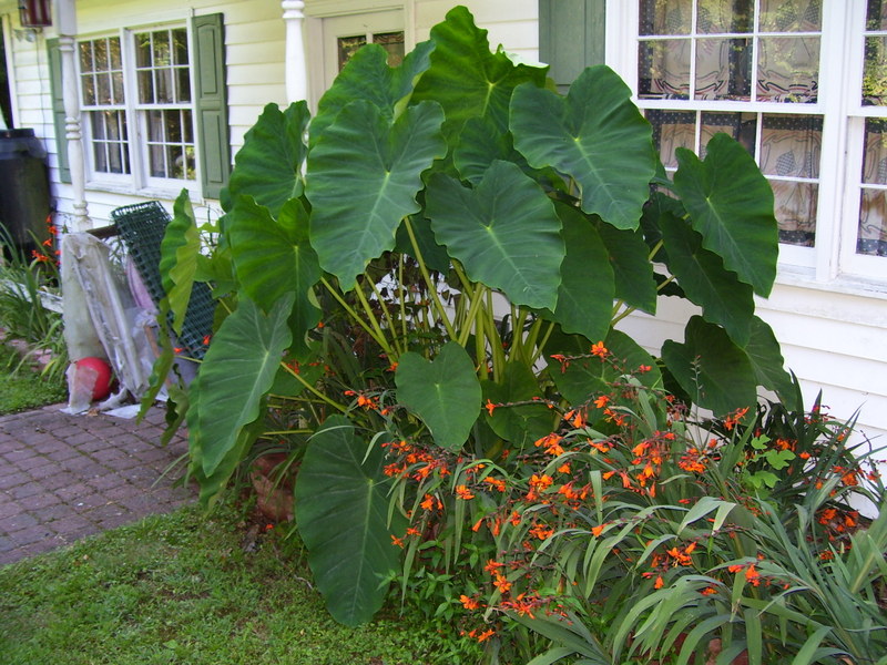 Backyard Pond Elephant Ear Giant 2