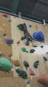 4.gif