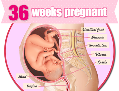 Những Điều Cần Biết Khi Thai Nhi 36 Tuần Tuổi  Thai-nhi-36-tuan-tuoi-1