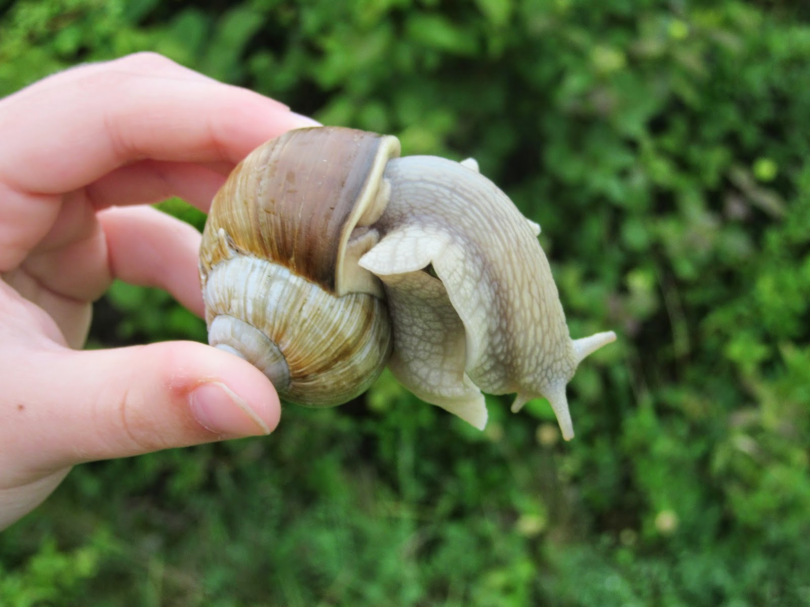 Bug Mad Girl Foraging for lunch, plus bunnies, Roman Snails and Orchids