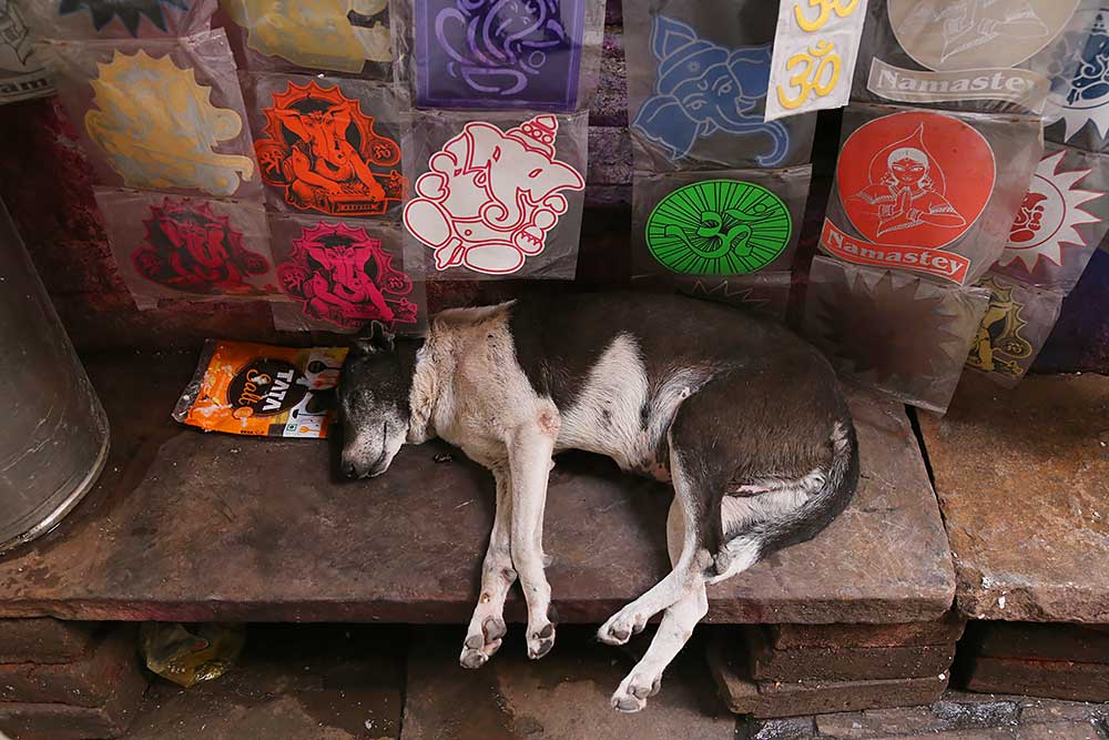 Exploring Varanasi with it's dogs...and why Indian dogs are dying out...