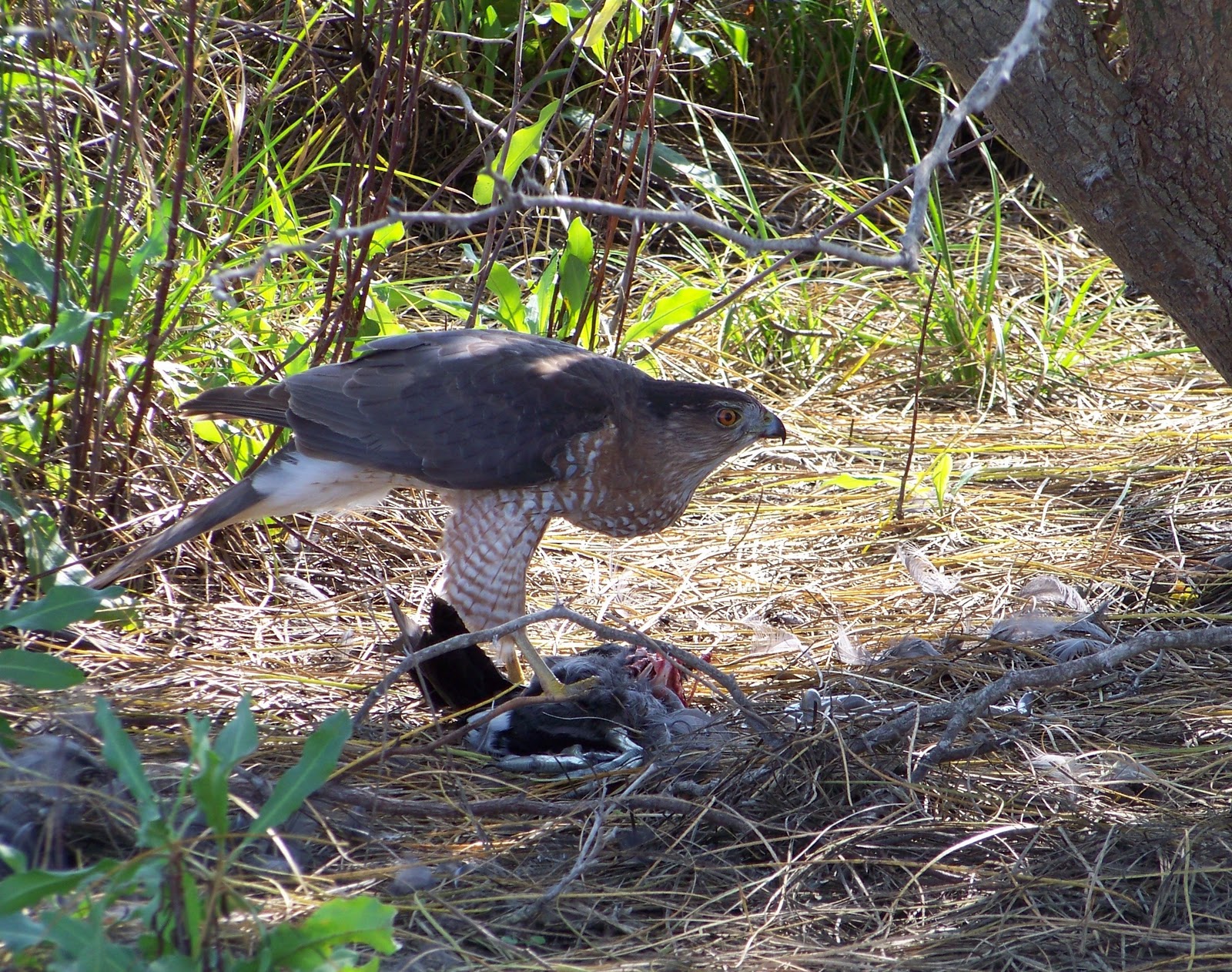 Indy Parks Nature Blog Cooper's Hawk takes an American Coot