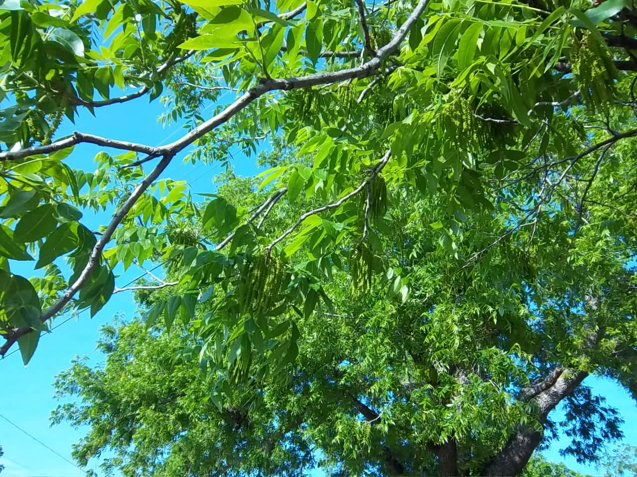 Pecan Corner Roses & Pecan Trees are Blooming!