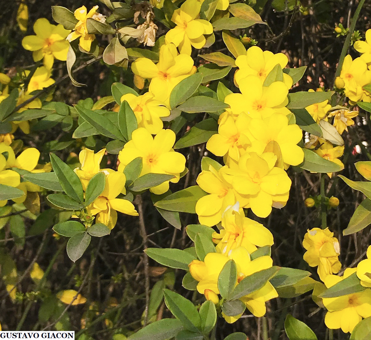 Viveiro Ciprest - Plantas Nativas e Exóticas: Jasmim Amarelo ( Jasminum  mesnyi )