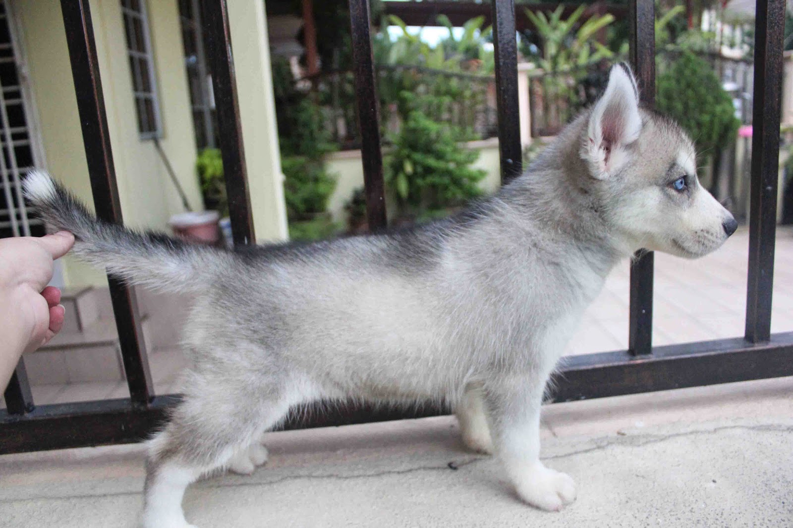 LovelyPuppy: Grey White Color Male Siberian Husky Puppy