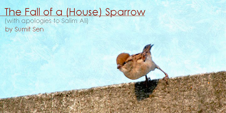 Fall Of A Sparrow Salim Ali Summary Birds of India: The Fall of a (House) Sparrow - with apologies to Salim Ali