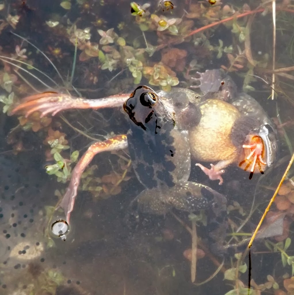 Dartmoor Ramblings MAD FROGS